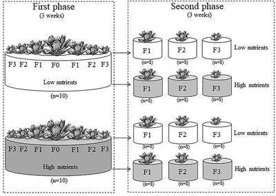 Clonal Parental Effects on Offspring Growth of Different Vegetative Generations in the Aquatic Plant Pistia stratiotes